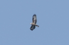 Honey Buzzard by Mick Dryden