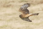 Hen Harrier by Mick Dryden