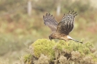 Hen Harrier by Mick Dryden