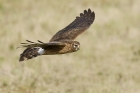 Hen Harrier by Mick Dryden