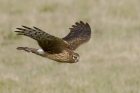 Hen Harrier by Mick Dryden