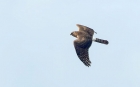 Hen Harrier by Gary Aubert