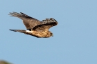 Hen Harrier by Romano da Costa