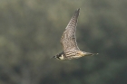 Hobby by Mick Dryden