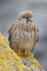 Kestrel by Mick Dryden