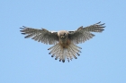 Kestrel by Mick Dryden Kestrel by Mick Dryden