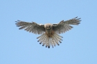 Kestrel by Mick Dryden