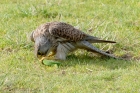 Kestrel by Romano da Costa