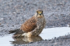 Kestrel by Mick Dryden