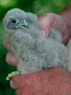 Kestrel by Malcolm Smith