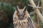 Long-eared Owl by Mick Dryden
