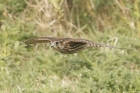 Merlin by Mick Dryden Merlin by Mick Dryden