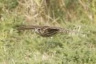 Merlin by Mick Dryden