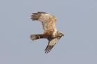 Marsh Harrier by Mick Dryden