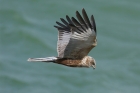 Marsh Harrier by Mick Dryden