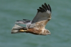 Marsh Harrier by Mick Dryden