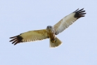 Marsh Harrier by Mick Dryden