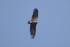 Eurasian Black Vulture by Mick Dryden