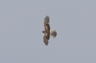 Montagus Harrier by Mick Dryden