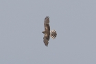 Montagus Harrier by Mick Dryden