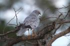 Montagu's Harrier by Mick Dryden