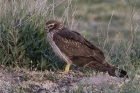 Montagus Harrier by Romano da Costa