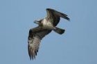 Osprey by Mick Dryden Osprey by Mick Dryden