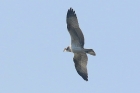 Osprey by Mick Dryden