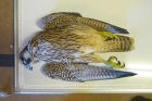 Peregrine Falcon by Jersey Airport