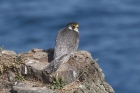 Peregrine by Mick Dryden