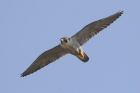 Peregrine by Mick Dryden Peregrine by Mick Dryden