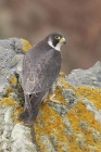 Peregrine by Mick Dryden Peregrine by Mick Dryden
