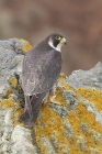 Peregrine by Mick Dryden