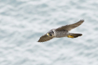 Peregrine by Mick Dryden