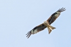 Red Kite by Romano da Costa