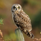 Short eared Owl by Stewart Logan