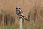 Short-eared Owl by Cristina Sellares