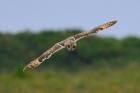 Short-eared Owl by Tony Wright