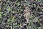 Short-eared Owl by Romano da Costa Short-eared Owl by Romano da Costa