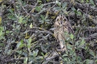 Short-eared Owl by Romano da Costa