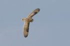 Short eared Owl by Mick Dryden