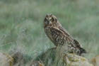 Short eared Owl by Mick Dryden Short eared Owl by Mick Dryden