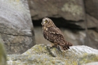 Short-eared Owl by Richard Gillam