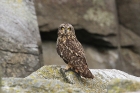 Short-eared Owl by Richard Gillam