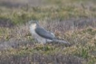 Sparrowhawk by Mick Dryden