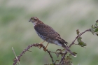 Sparrowhawk by Mick Dryden Sparrowhawk by Mick Dryden