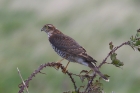 Sparrowhawk by Mick Dryden