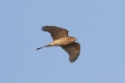 Sparrowhawk by Mick Dryden Sparrowhawk by Mick Dryden