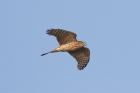 Sparrowhawk by Mick Dryden