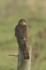 Sparrowhawk by Mick Dryden